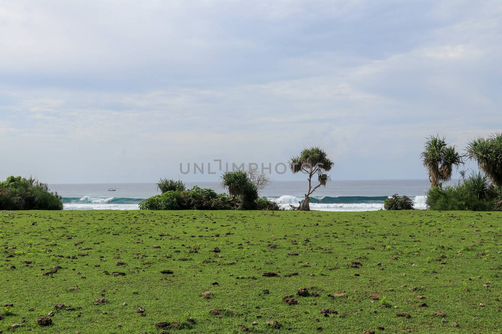 Green pasture with many cow shit at Nyang Nyang beach on Bali island, Indonesia. Green meadow off the coast of the Indian Ocean. In the background the sea with high waves breaking off the coast.