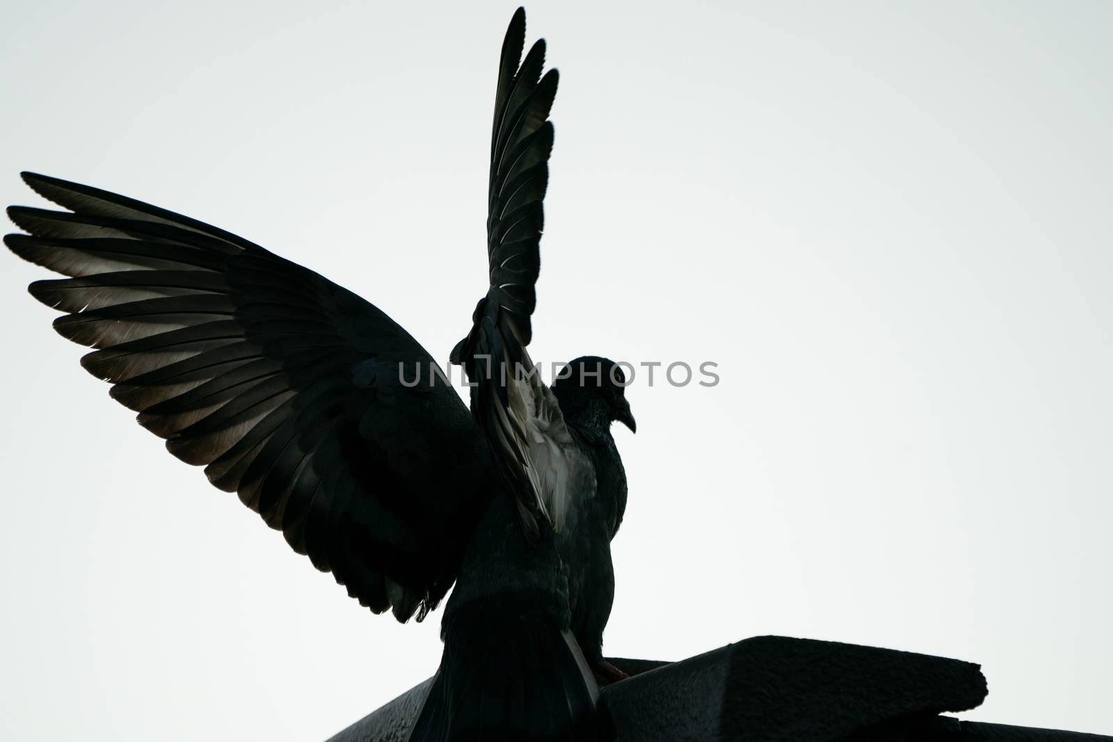 Silhouette flying pigeon bird in the sky.