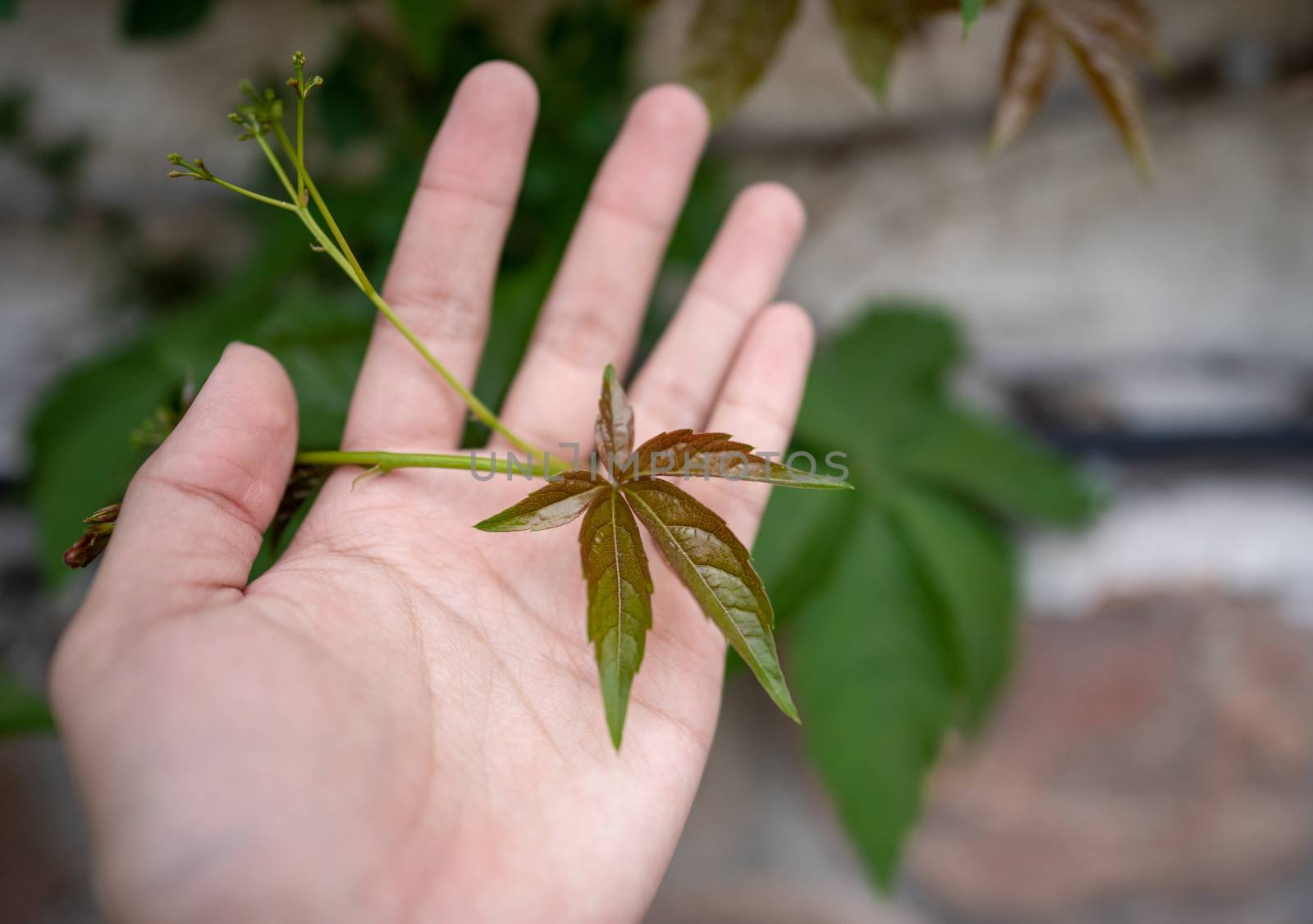 Green plant , Five-leaf on hand. by sirawit99