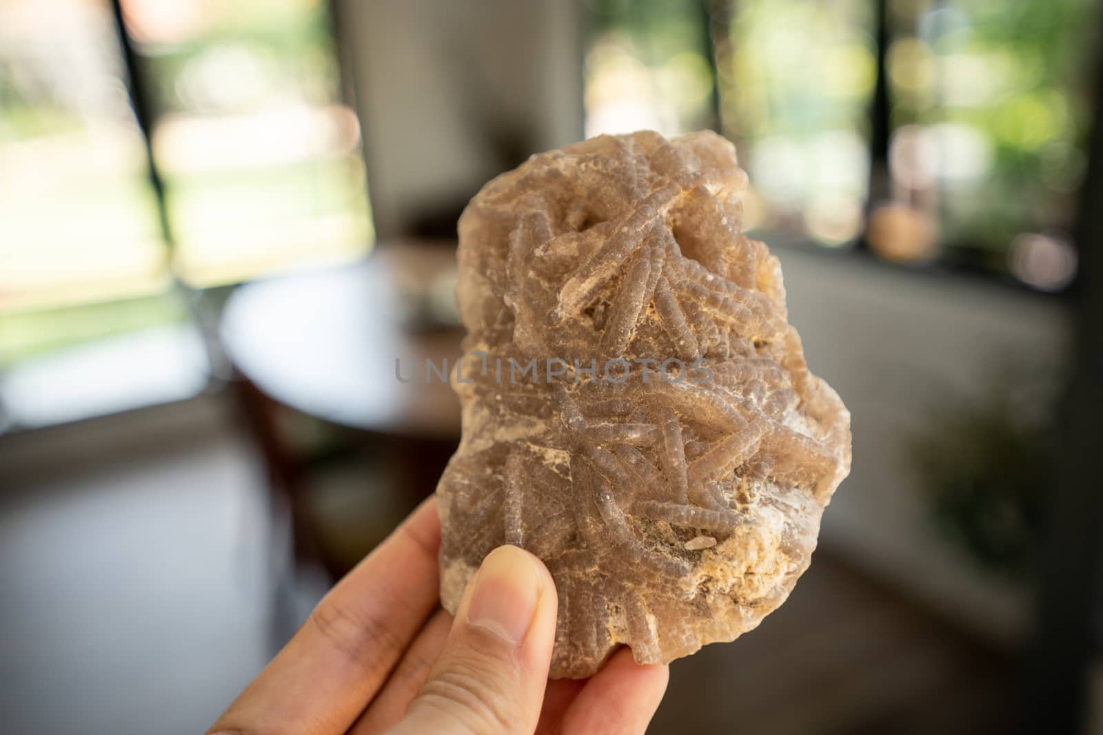 Coral carcass fossil on the hand. by sirawit99