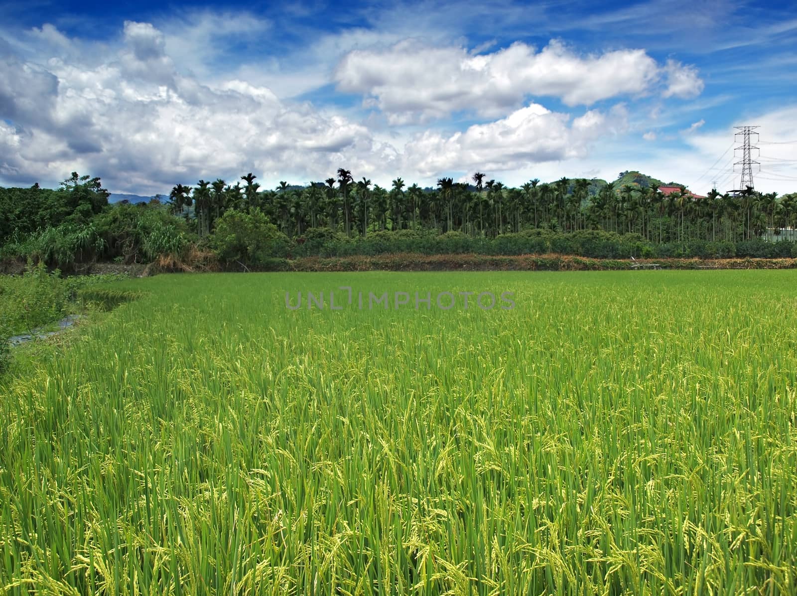 Lush Rice Field with Palm Trees by shiyali