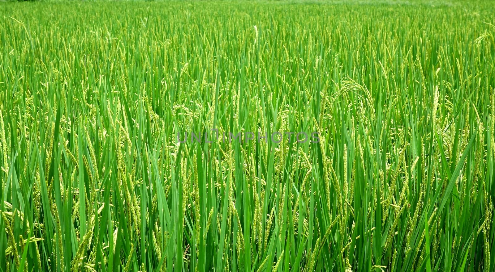 Lush and Green Rice Field by shiyali