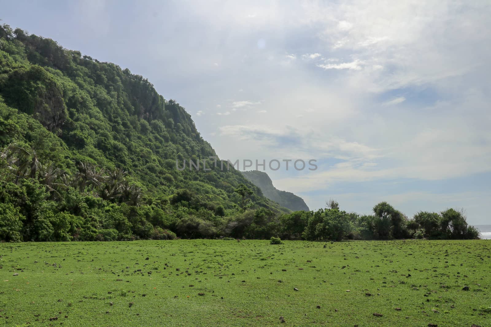 A high cliff off the coast of the Indian Ocean on Bali Island overgrown with dense tropical vegetation. Rainforest at Nyang Nyang beach in Indonesia. Coconut palms lining the foot of a steep slope.