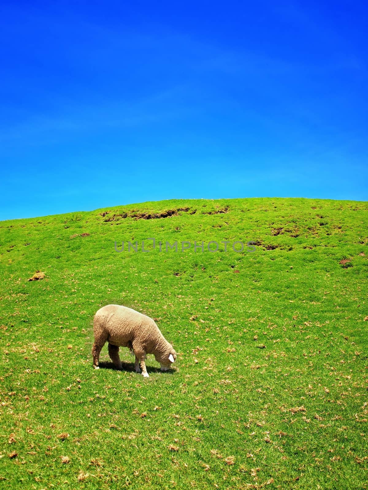 A single sheep on a green pasture with a blue summer sky in the background
