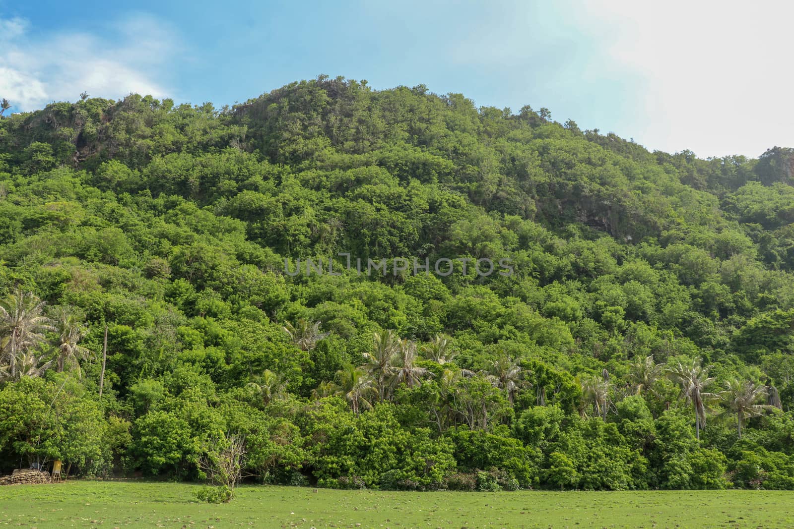 A high cliff off the coast of the Indian Ocean on Bali Island overgrown with dense tropical vegetation. Rainforest at Nyang Nyang beach in Indonesia. Coconut palms lining the foot of a steep slope.