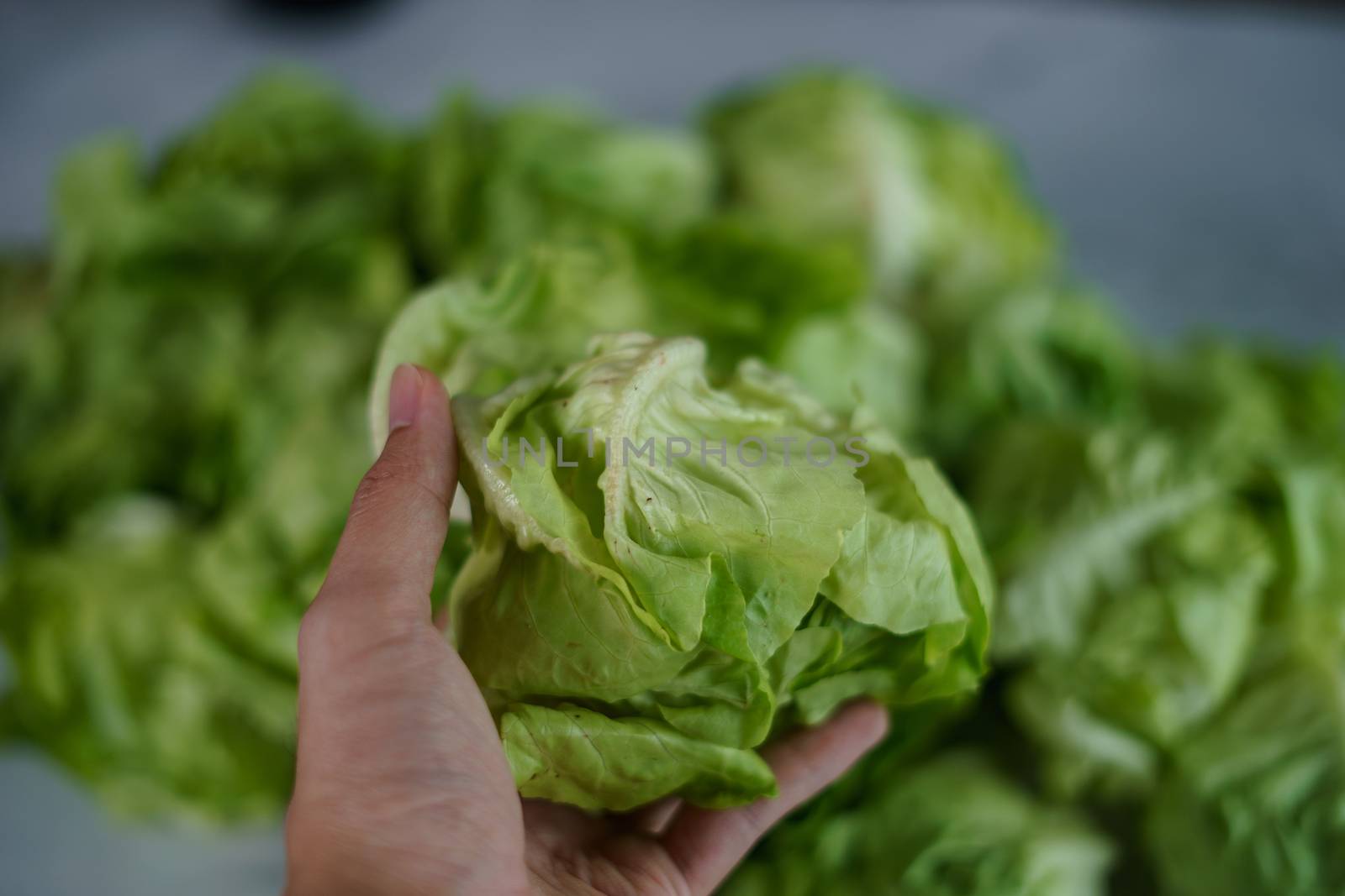 Human hand touching fresh salad butterhead lettuce.