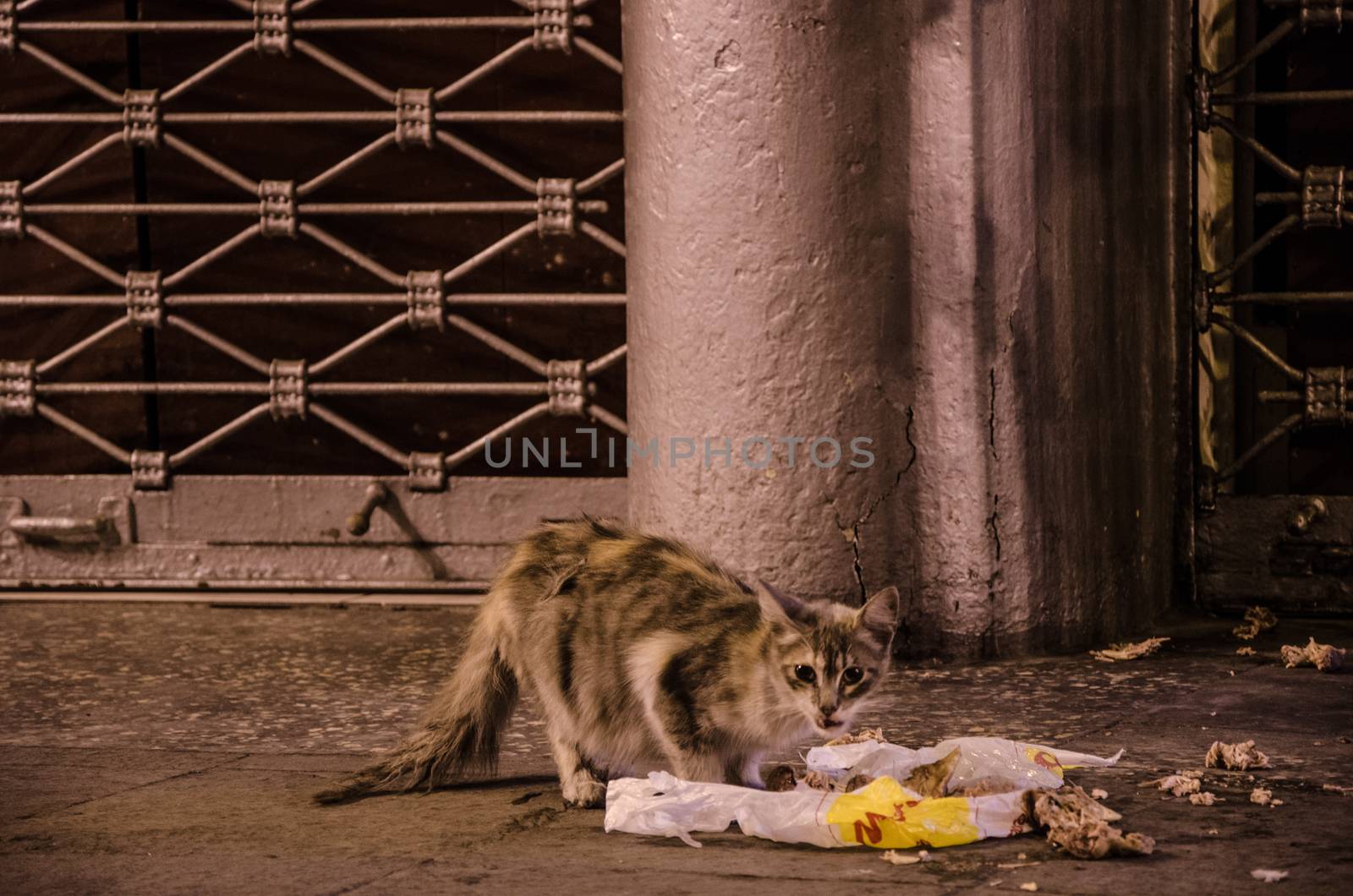 Cat eating garbage from a bag in the street