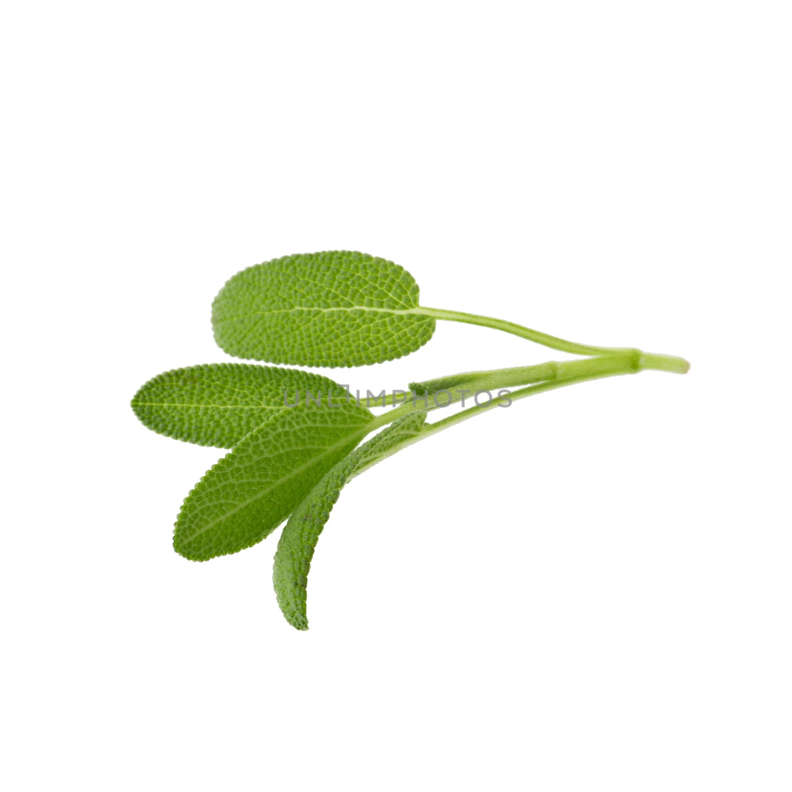 Sage plant isolated on a white background.