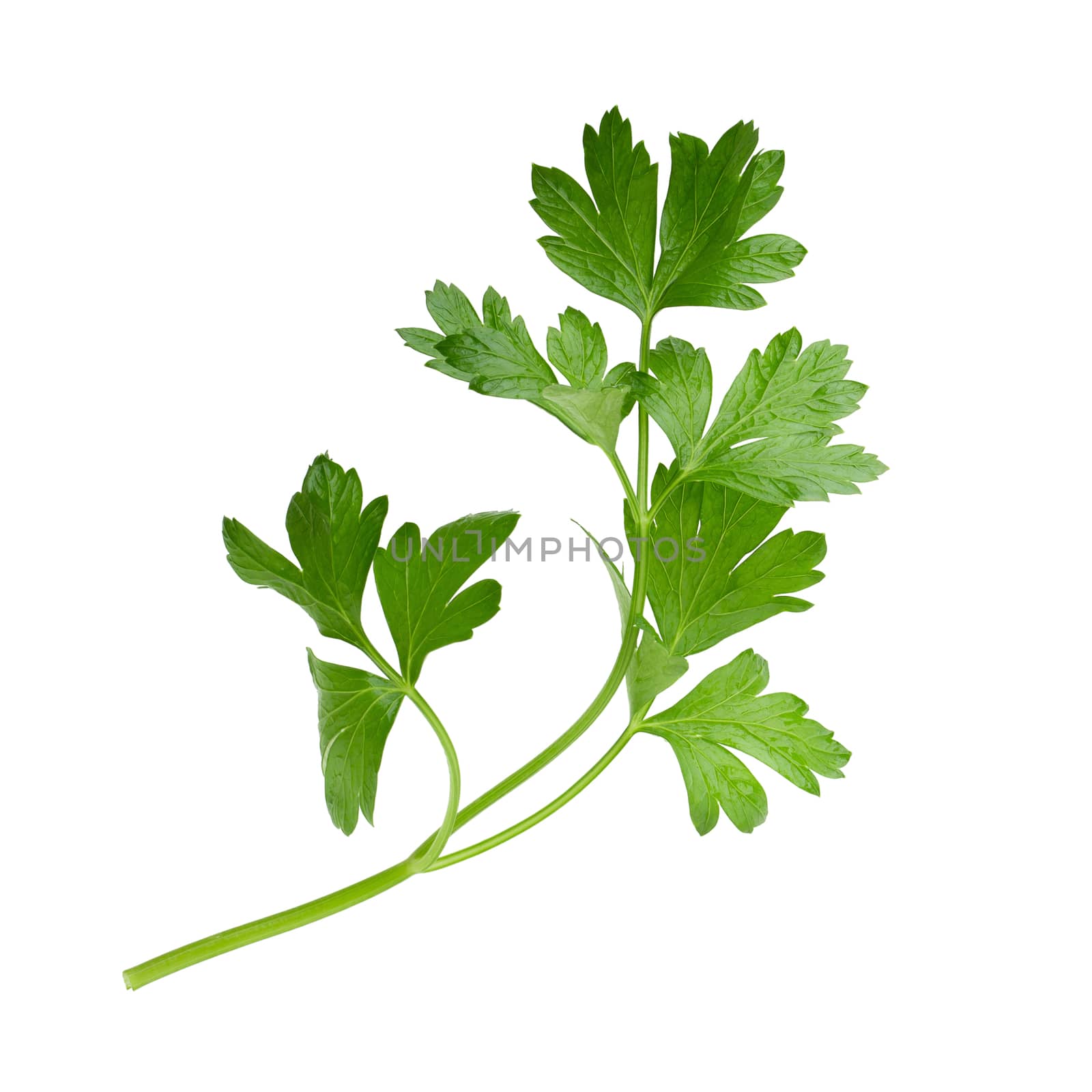 parsley fresh herb isolated on a white background by kaiskynet
