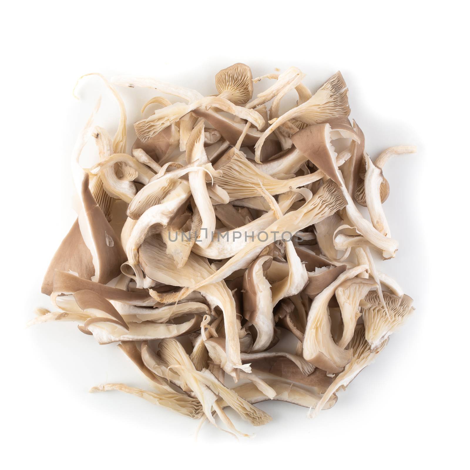Oyster mushrooms torn apart isolated on a white background
