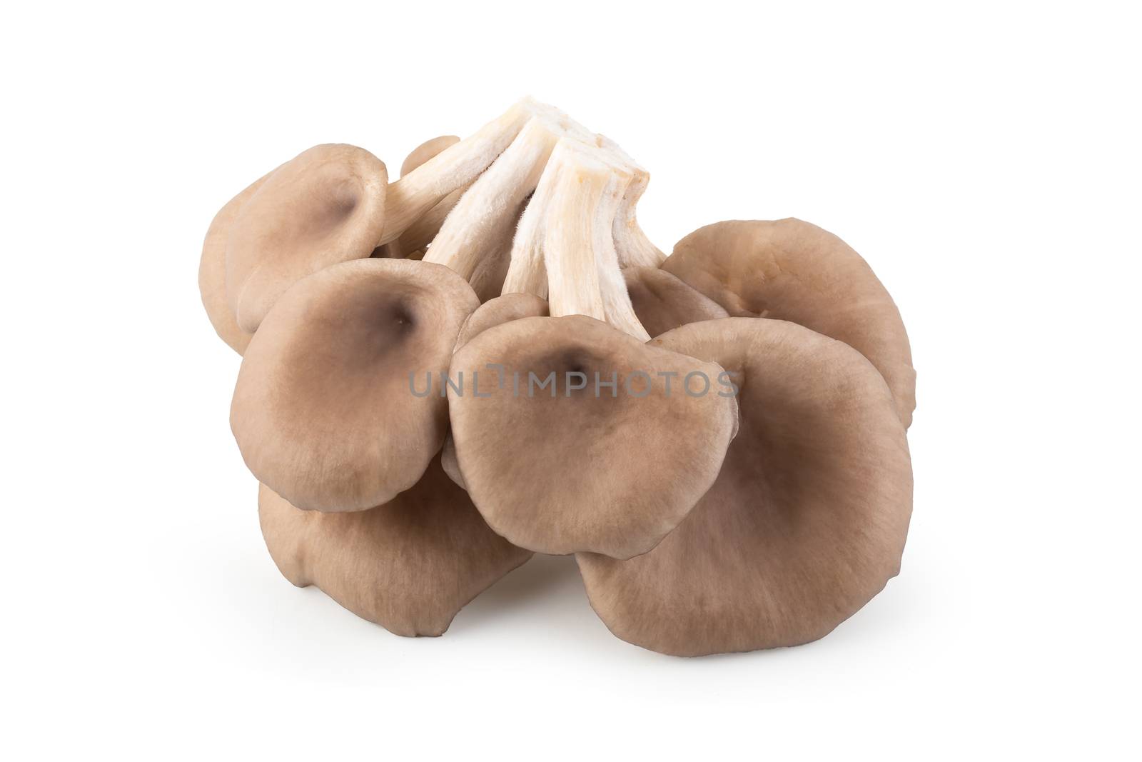 Oyster mushrooms isolated on a white background