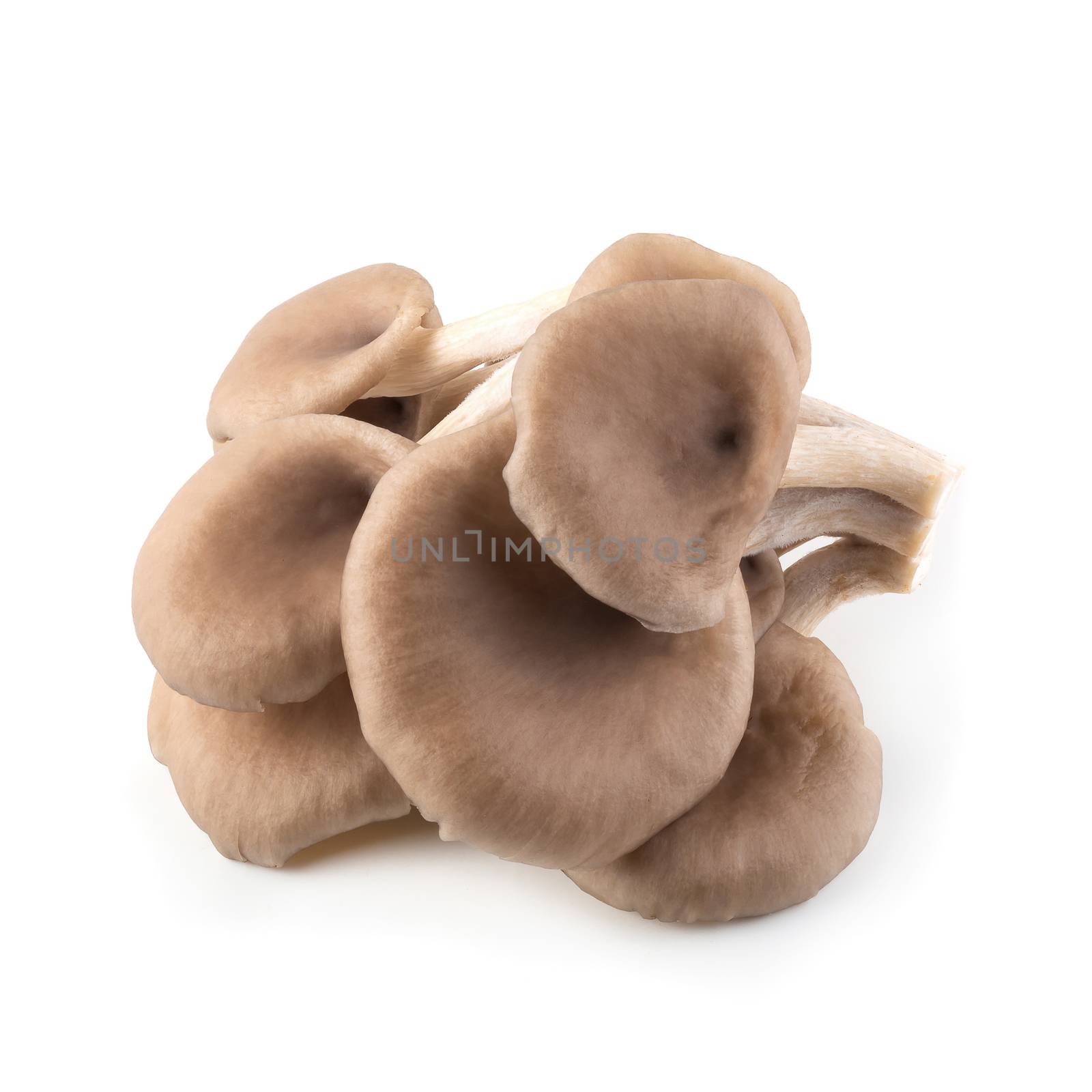 Oyster mushrooms for cooking isolated over white background by kaiskynet