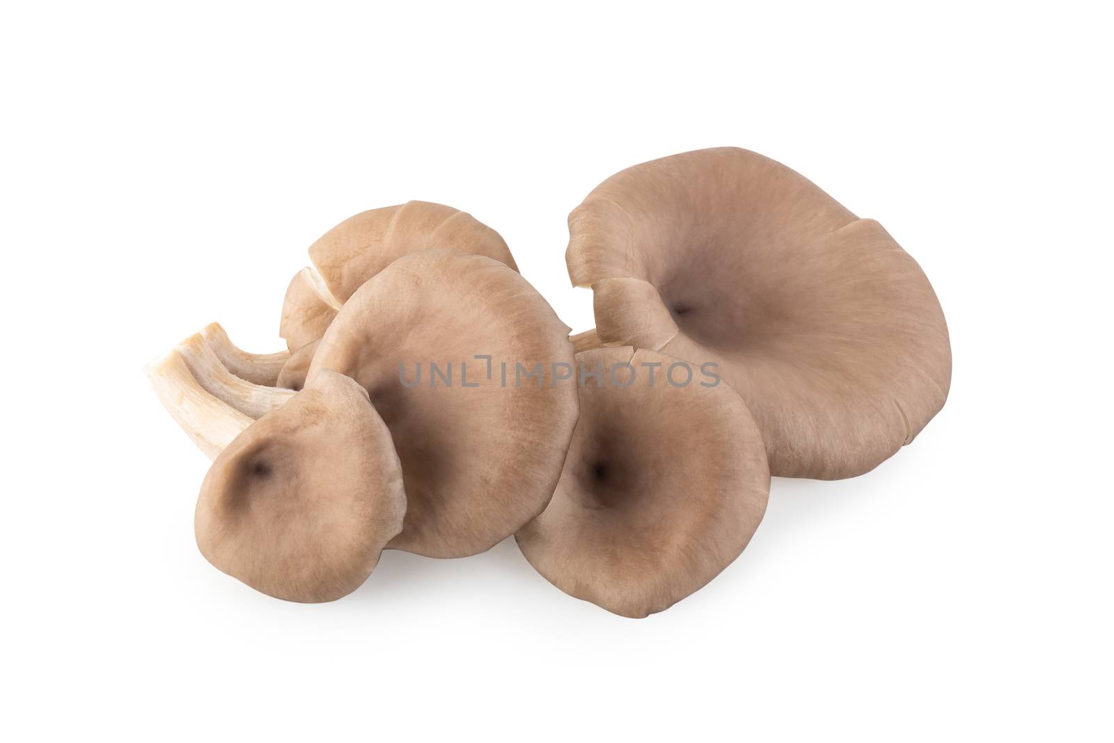 Oyster mushrooms isolated on a white background