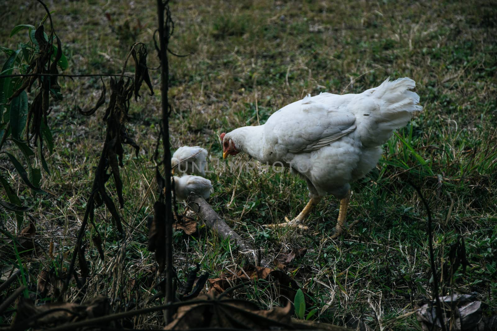 Hen and her chick by Peruphotoart