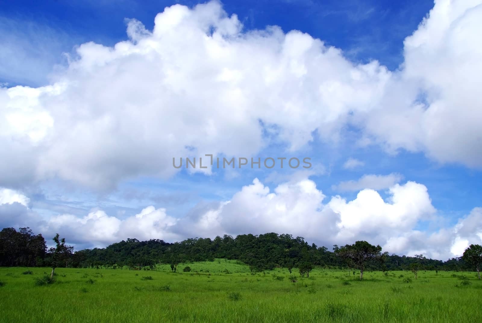 Rice field green grass blue sky cloud cloudy landscape background