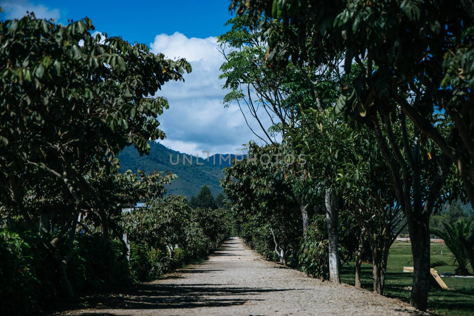A road full of bush, a view more of the wonderful city of Oxapampa located in the Peruvian jungle center