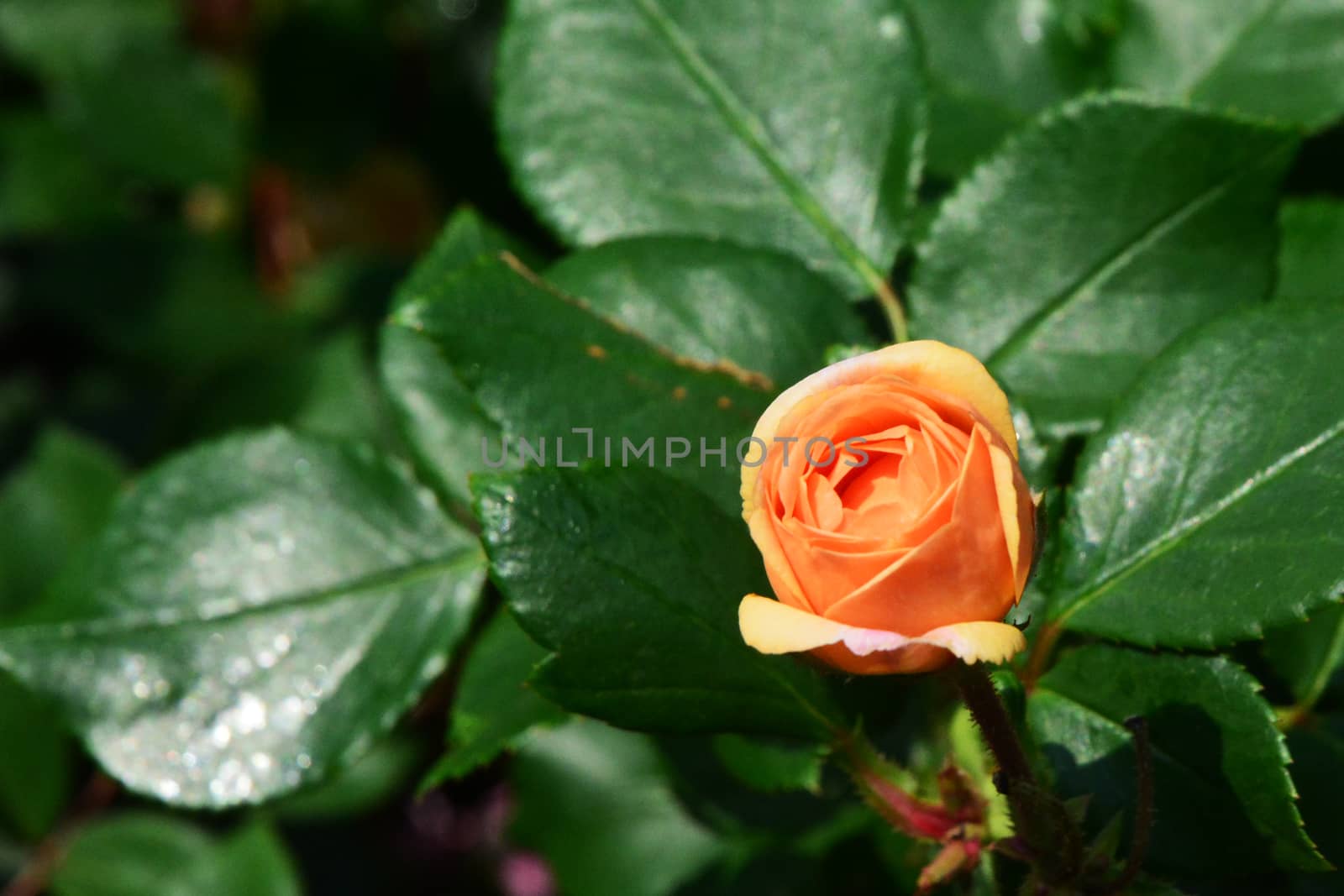 Orange rose by ideation90
