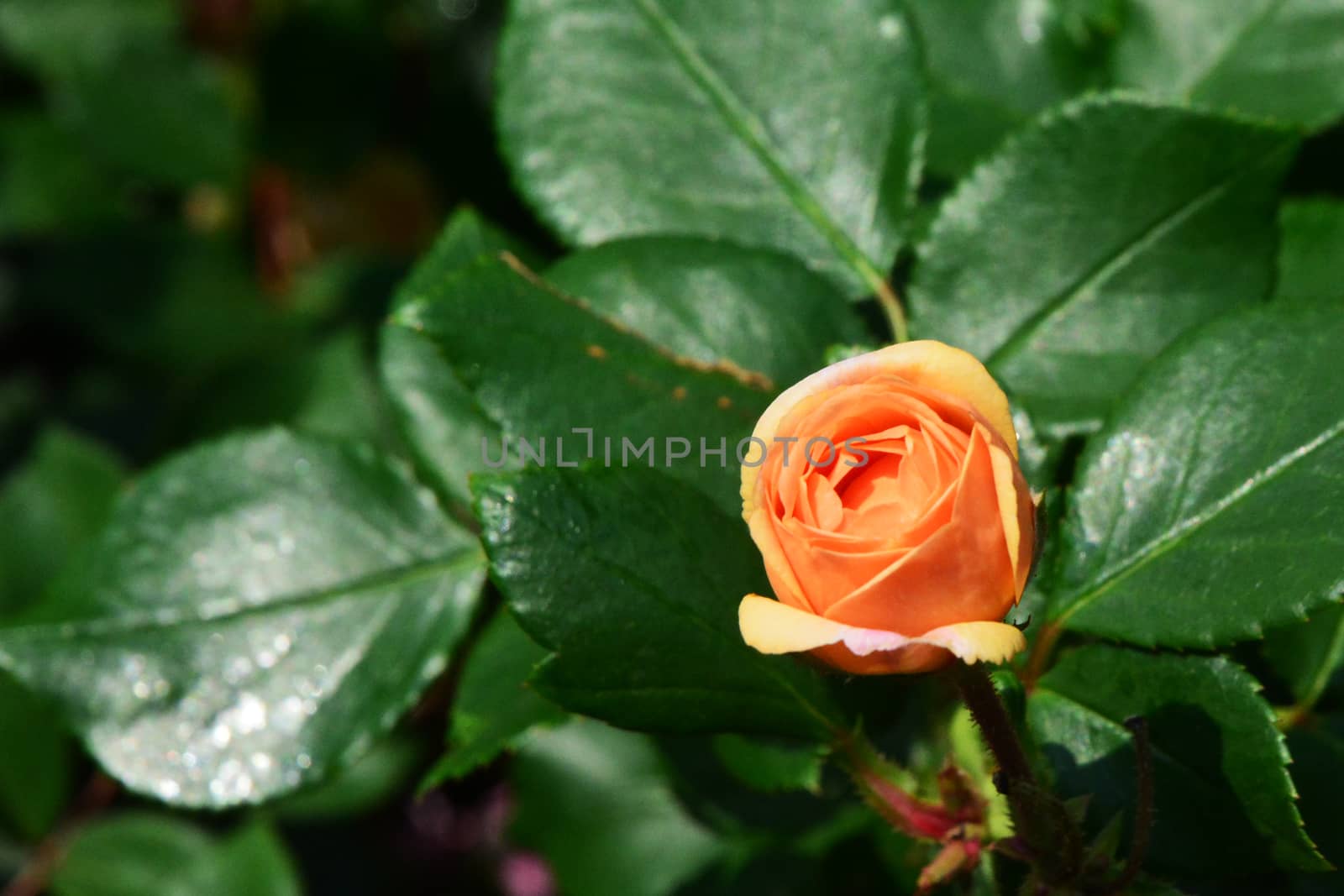 beautiful orange rose backyard In the morning