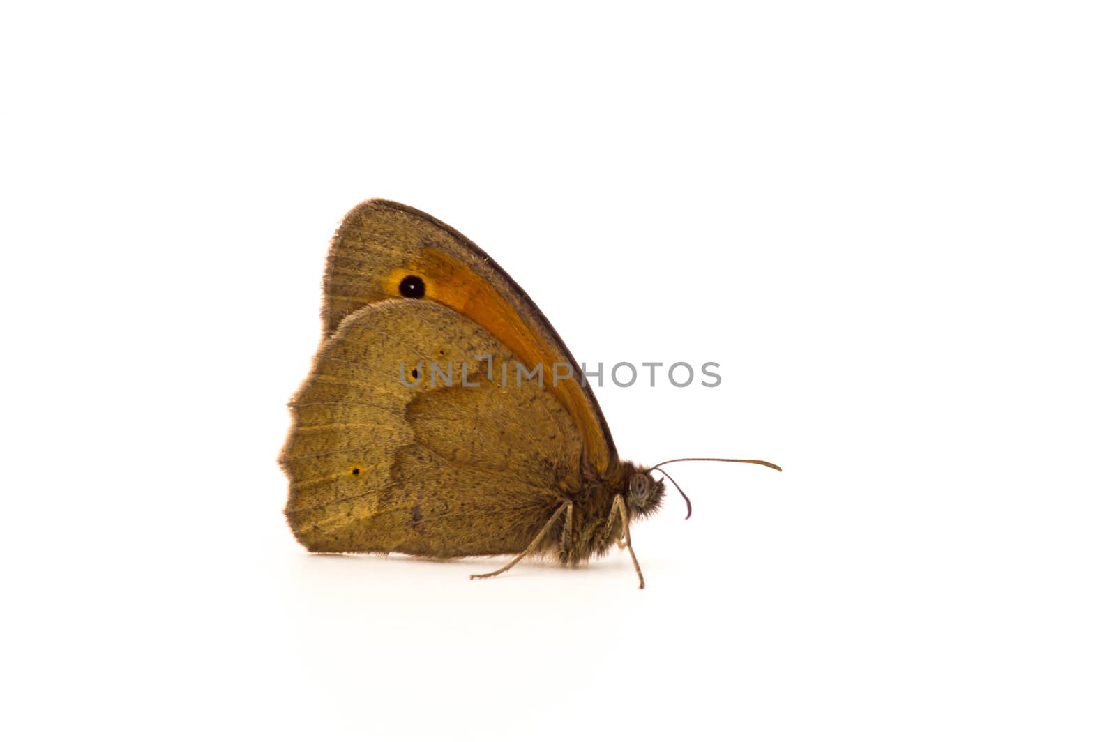 close up on a butterfly on white background