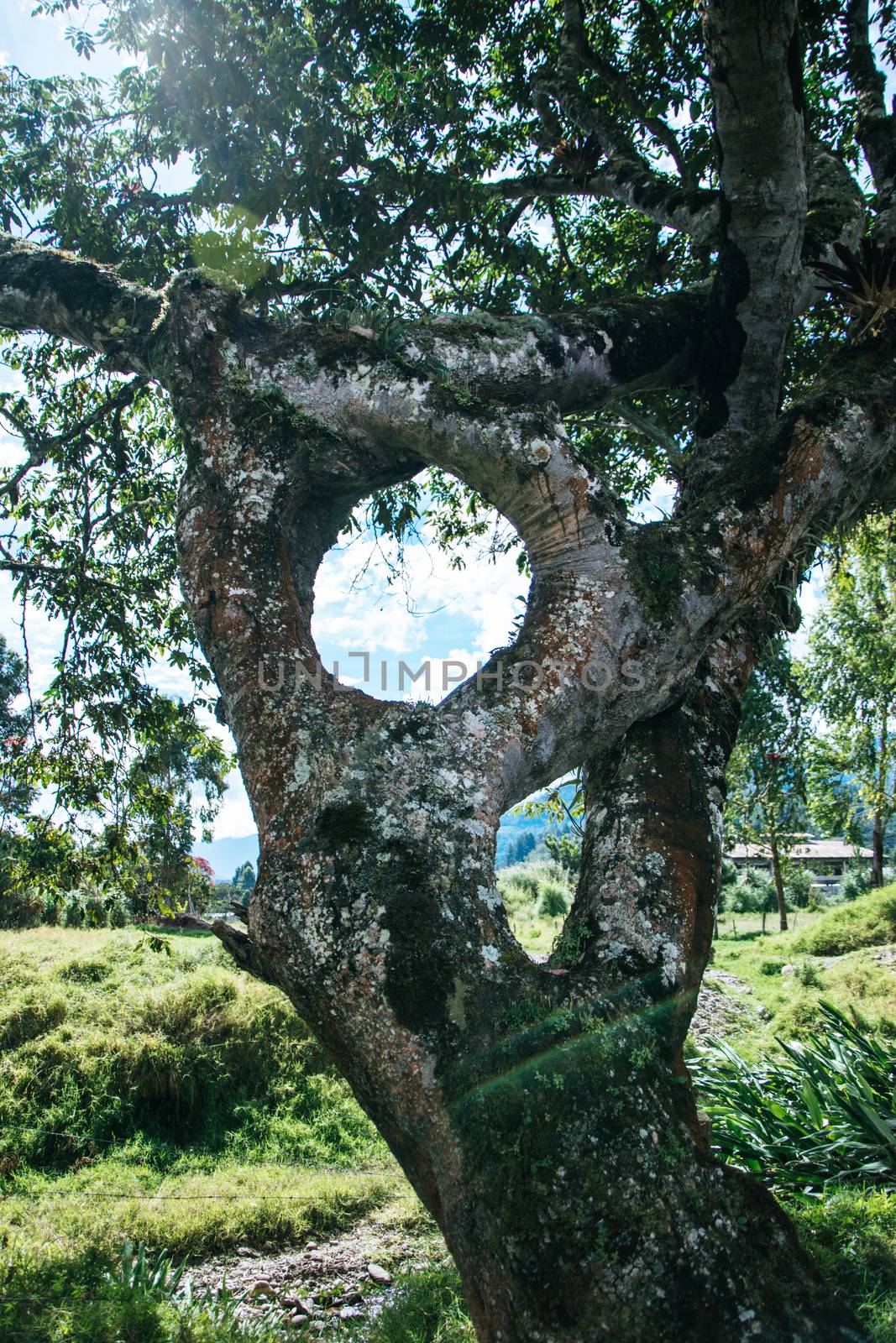 Strange tree with trunk in a circular shape