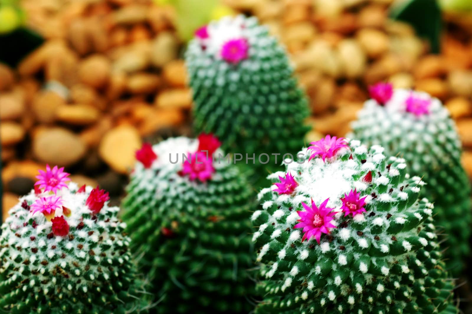 cactus flower  by ideation90