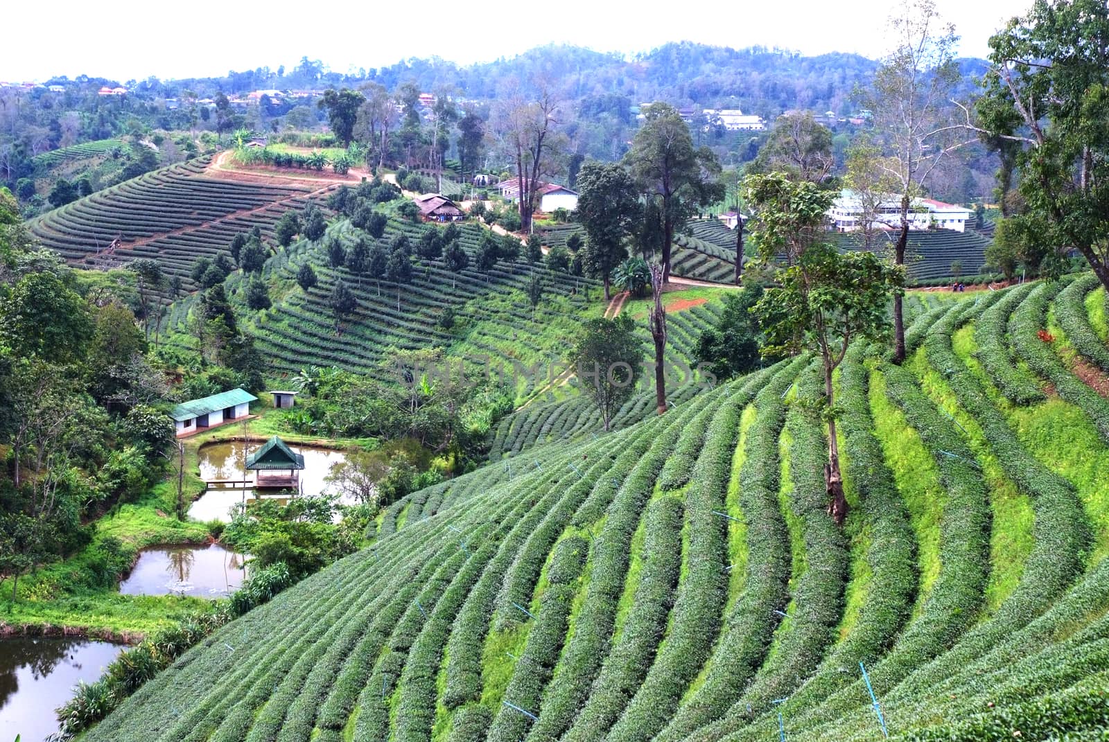 Tea Plantation Landscape