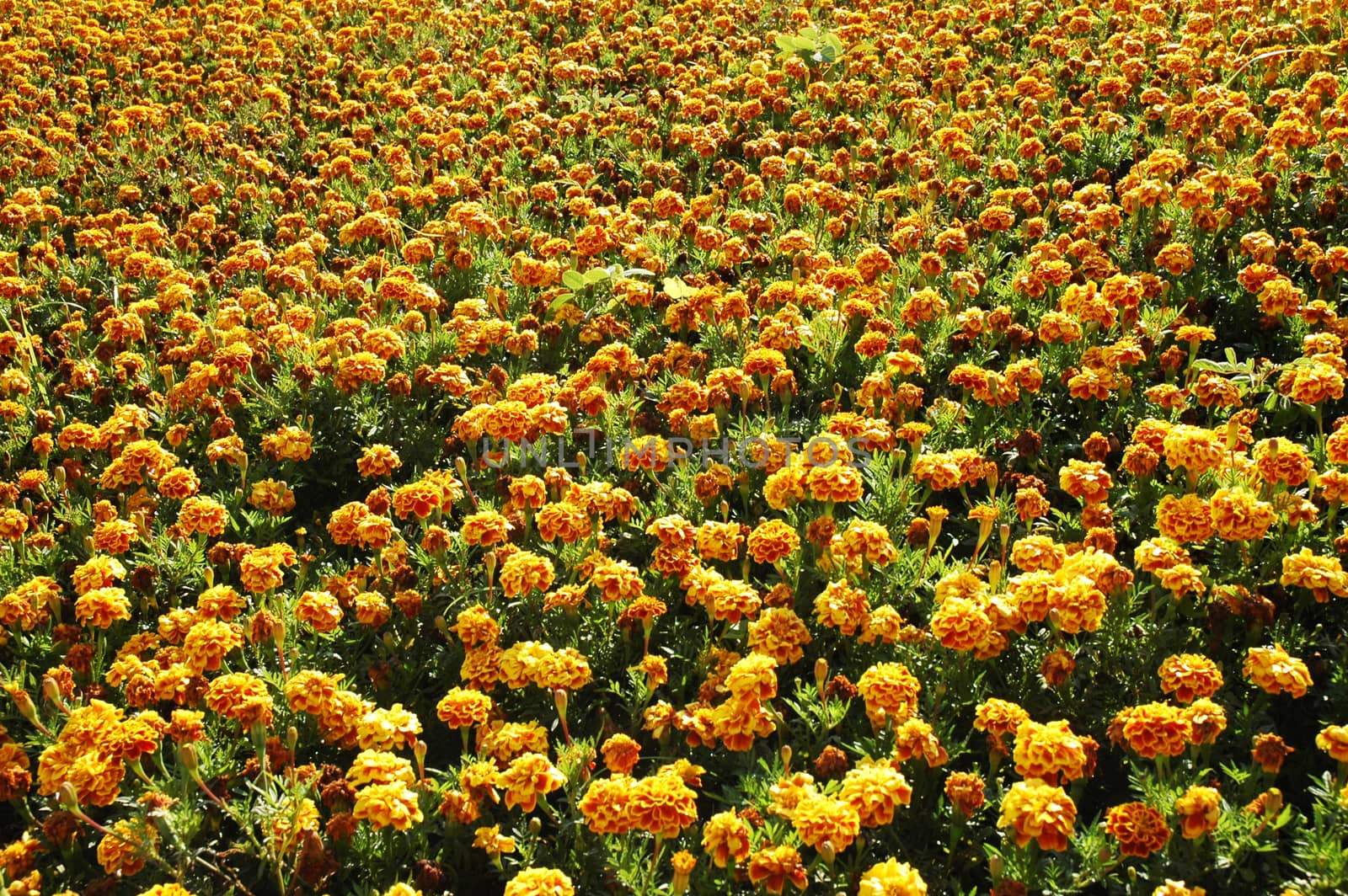 Marigold flowers. Marigold flowers in the meadow in the sunlight. Yellow marigold flowers in the garden. Closeup flower. Yellow and orange marigolds
