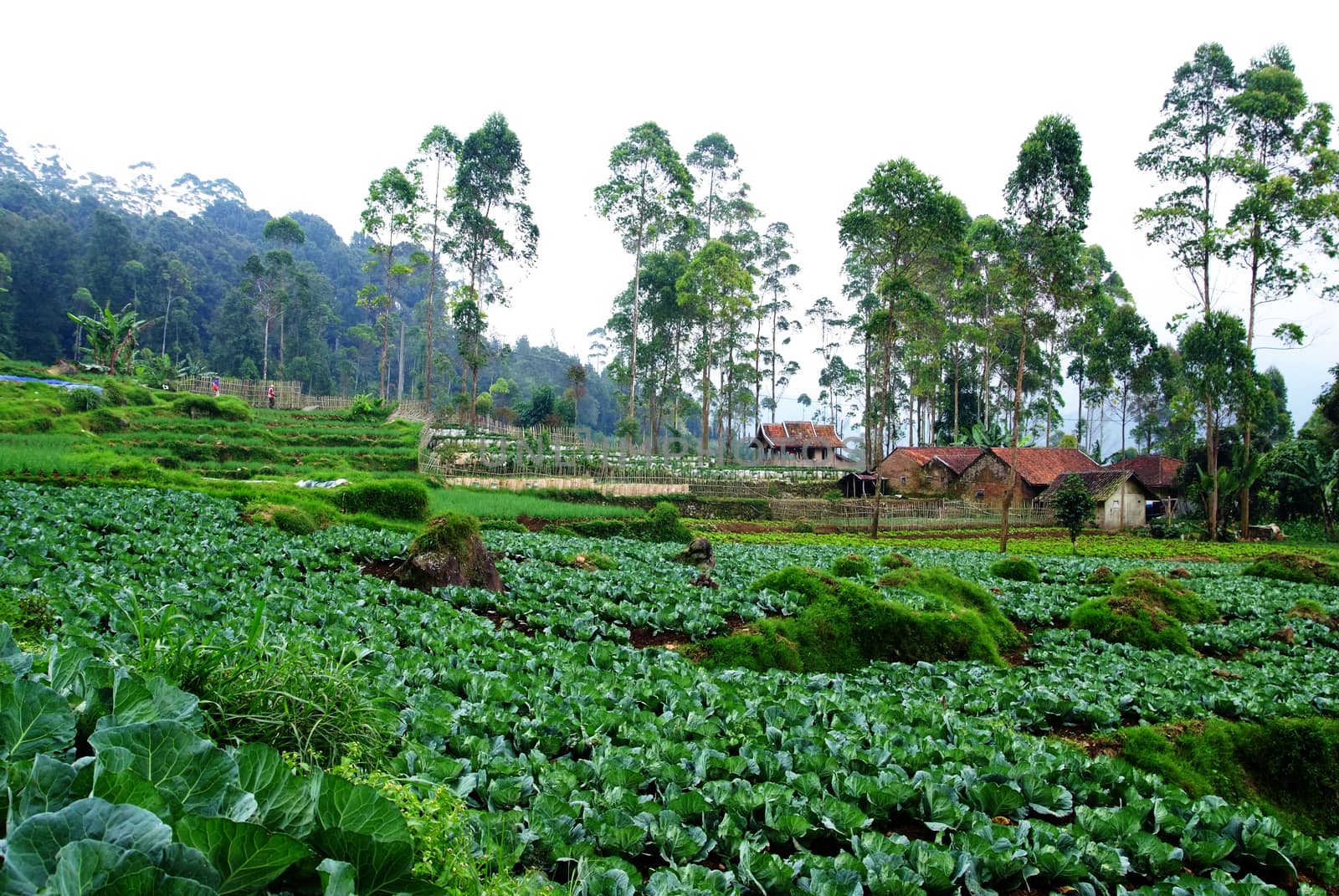 Cabbage field by ideation90