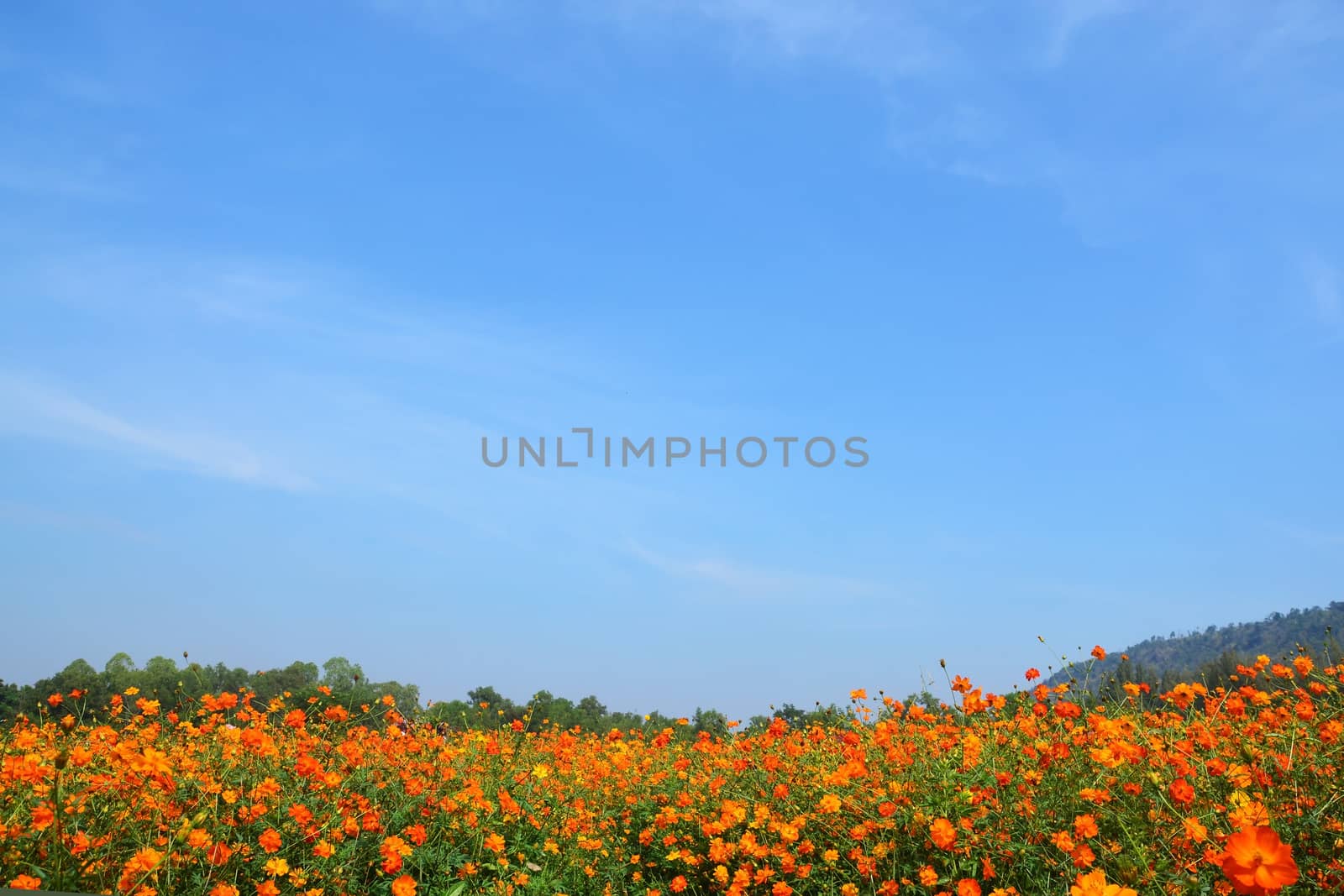 The cosmos flower field by ideation90