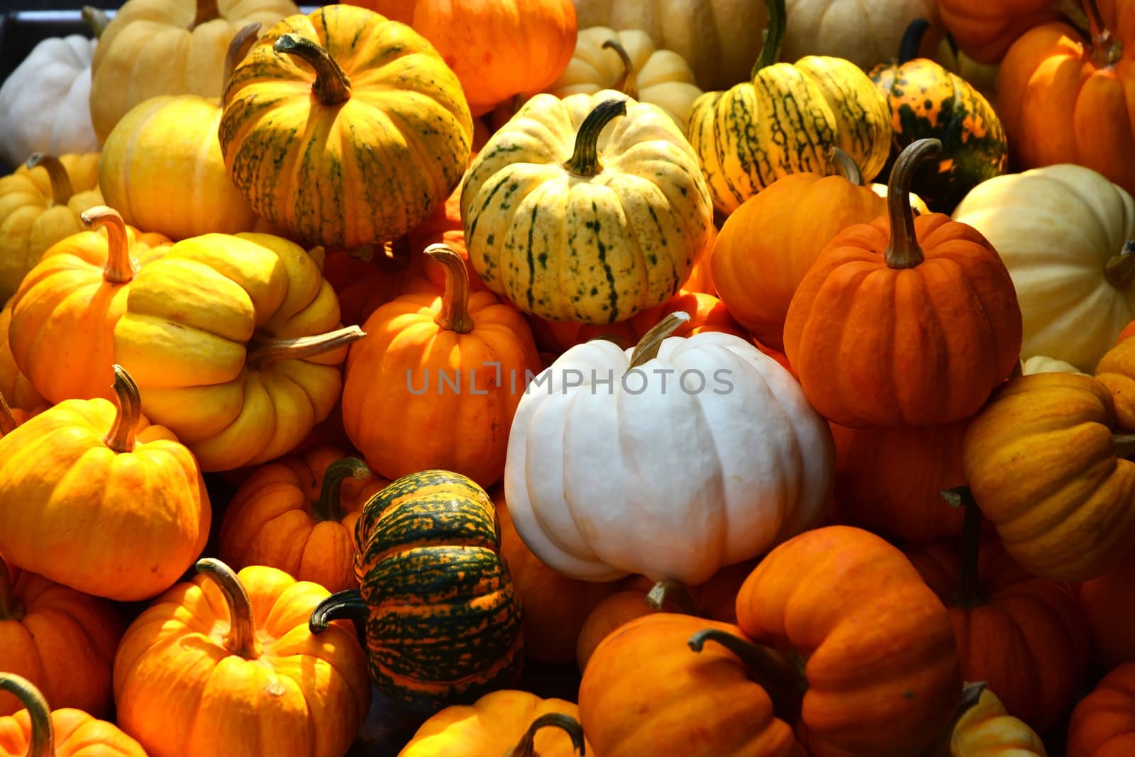pumpkin by ideation90