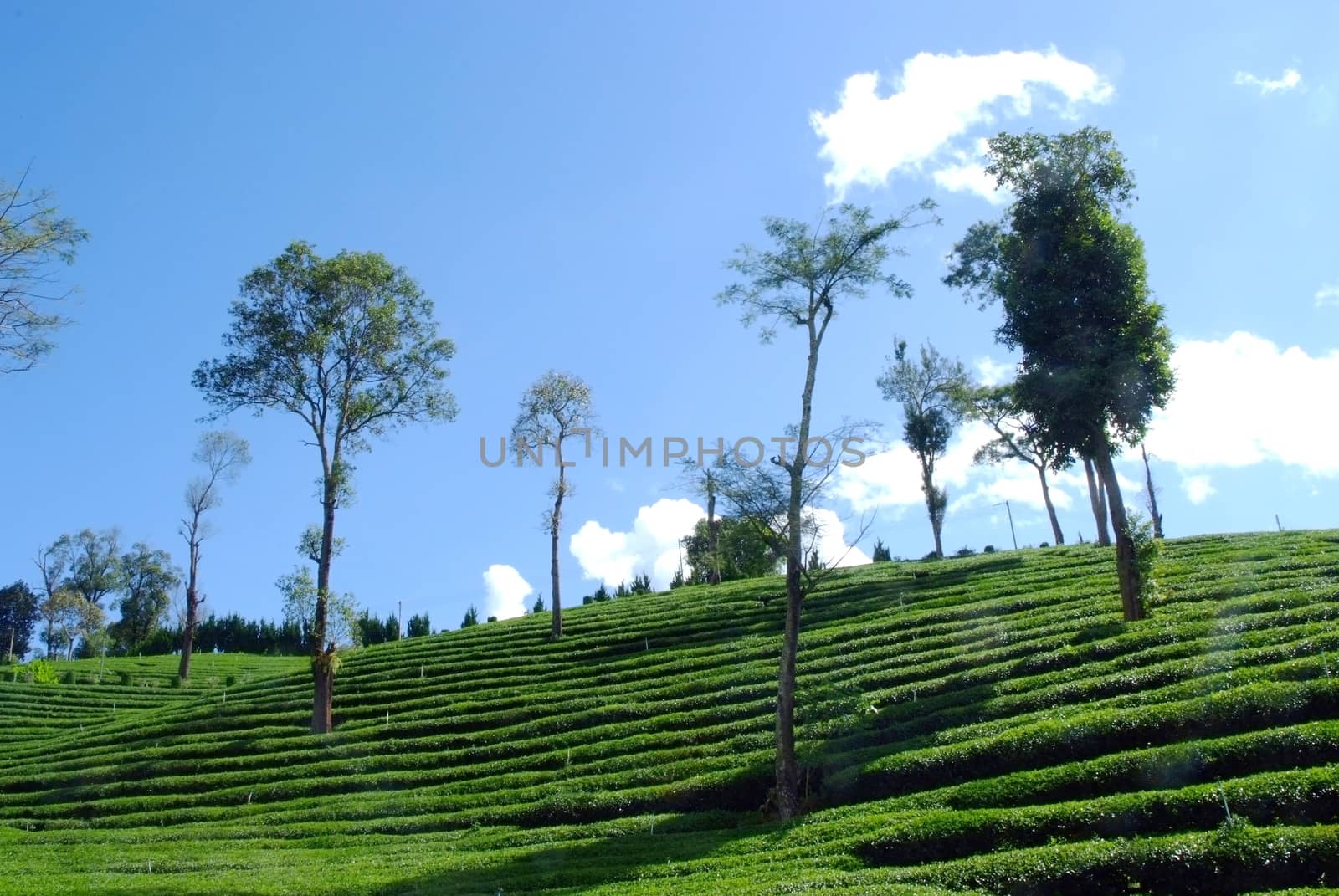 Tea Plantation Landscape 4 by ideation90