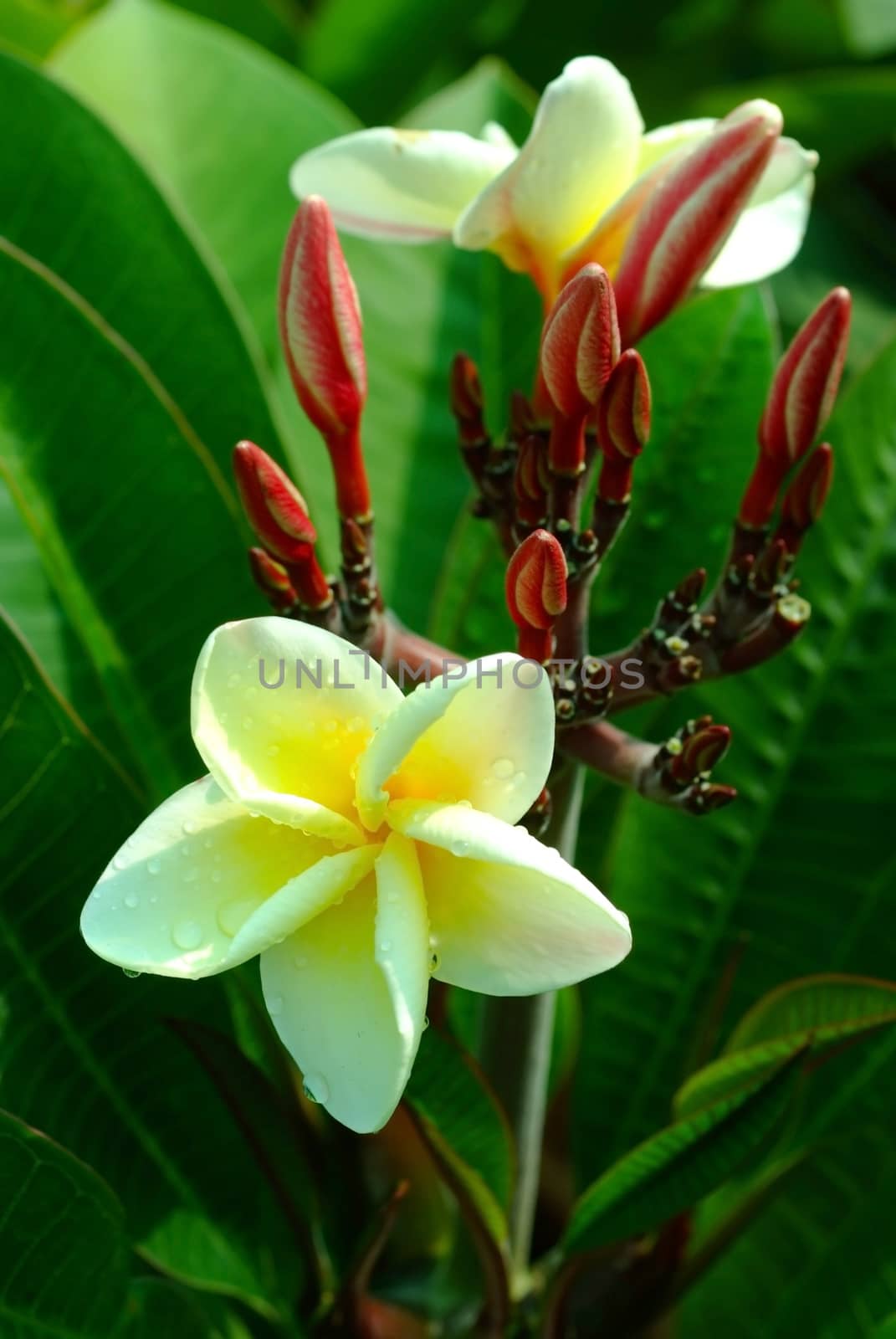 Plumeria Flowers  by ideation90