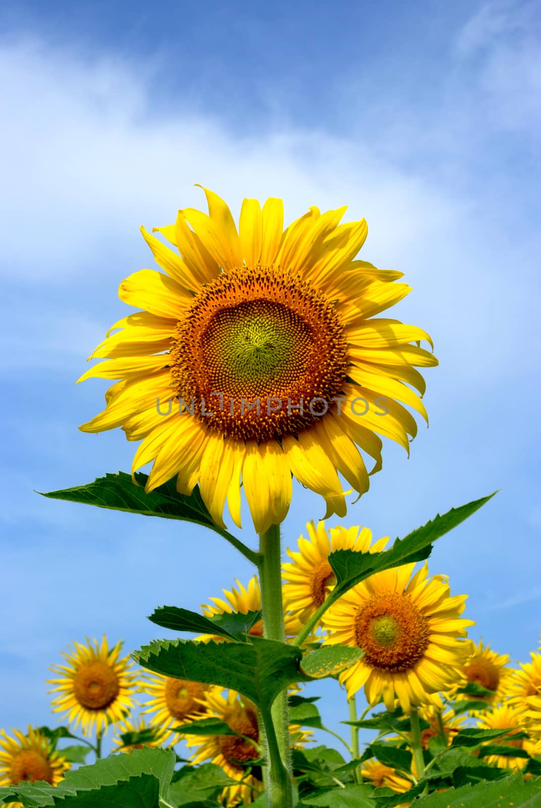 sunflower by ideation90