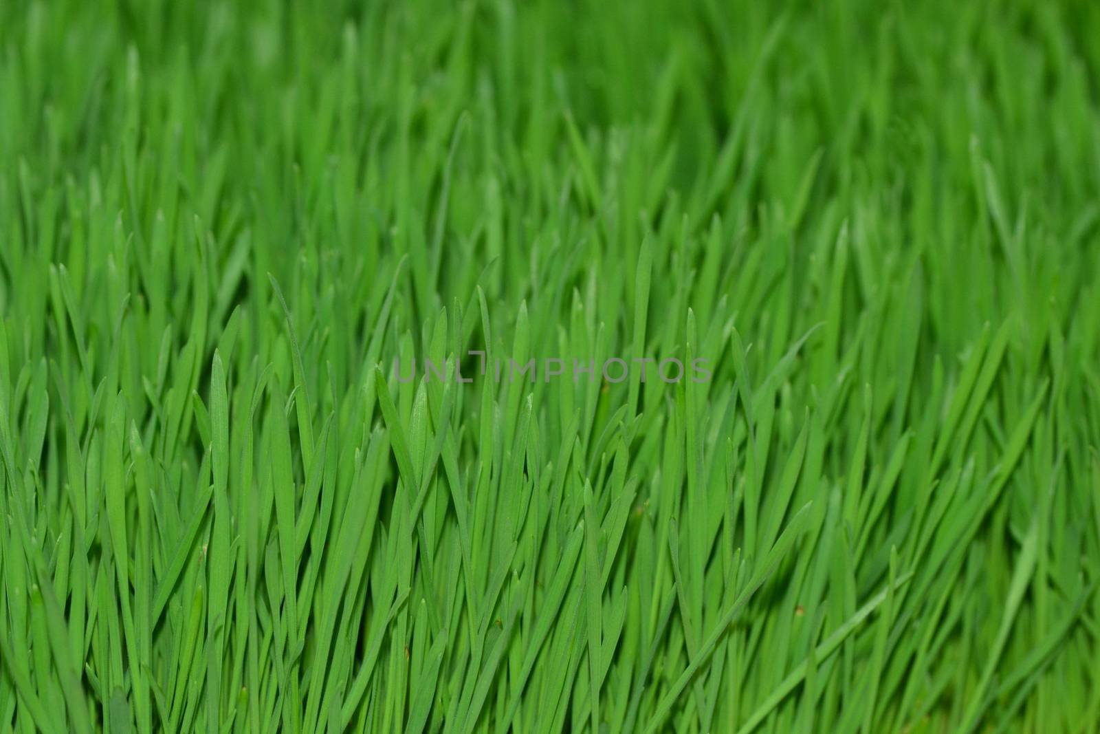  Wheatgrass by ideation90