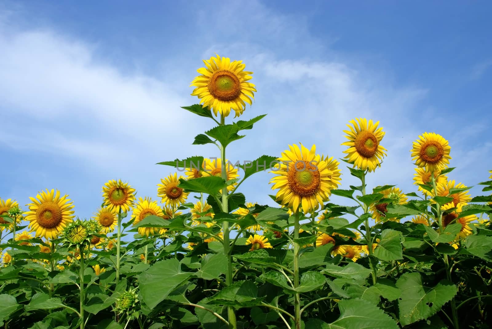 Close up of the sunflower. The common sunflower ( helianthus annuus), is an annual species of sunflower grown as a crop for its edible oil and edible fruits. Sunflower is also used as bird food, as livestock forage and in some industrial applications.