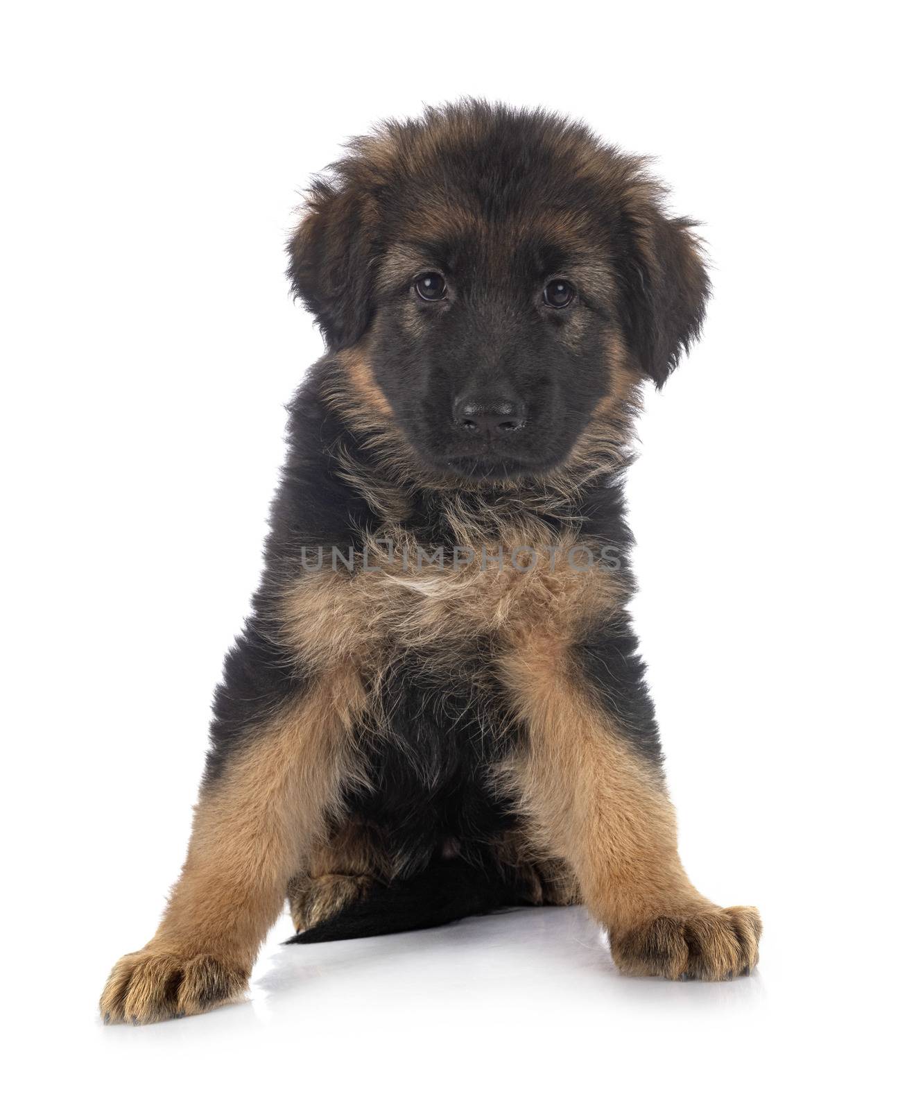 puppy german shepherd in front of white background