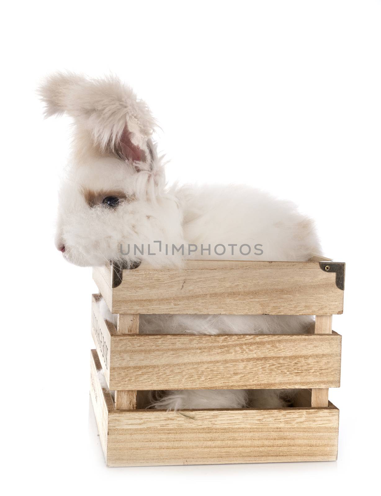 English Angora in front of white background