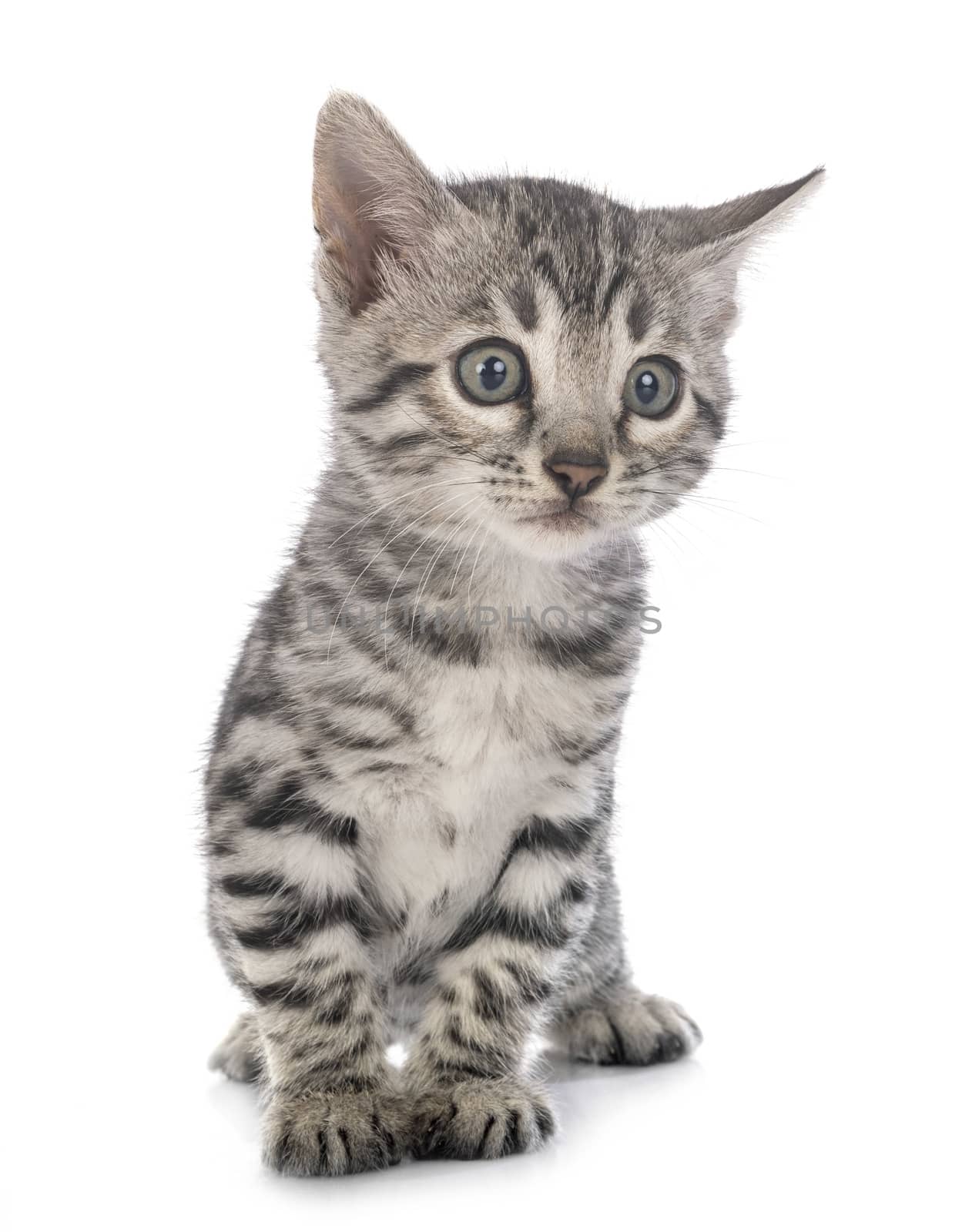 bengal cat in front of white background