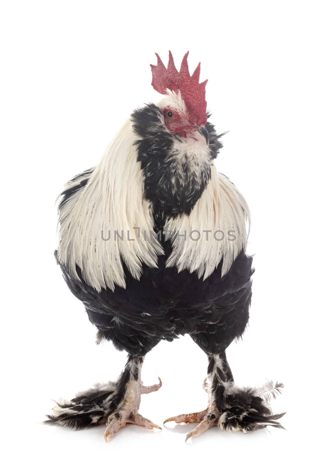 Faverolles rooster in front of white background