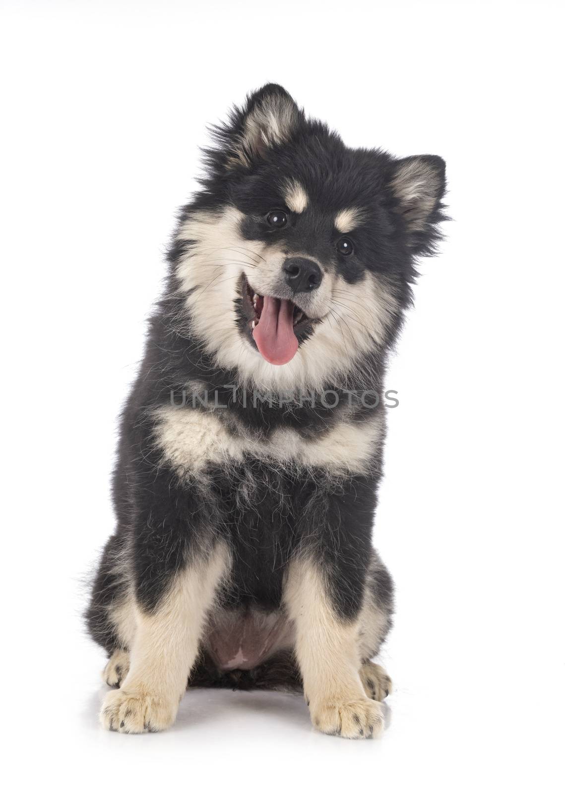 puppy Finnish Lapphund in front of white background