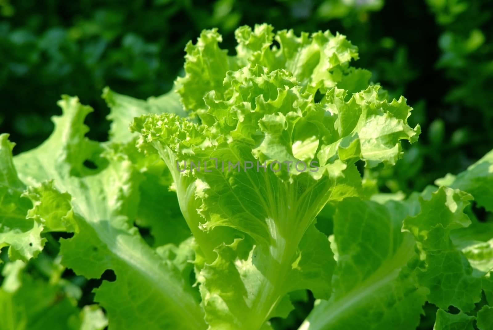 Lettuce (Lactuca sativa) is an annual plant of the daisy family Asteraceae  It is most often grown as a leaf vegetable