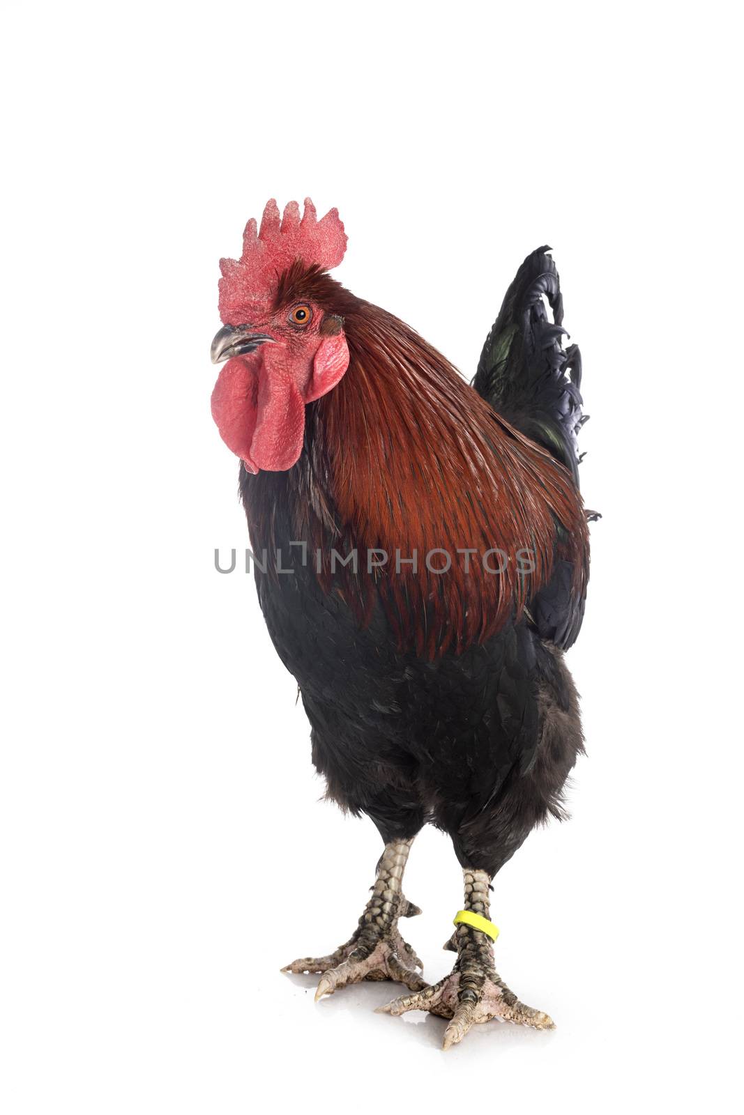 marans rooster in studio by cynoclub