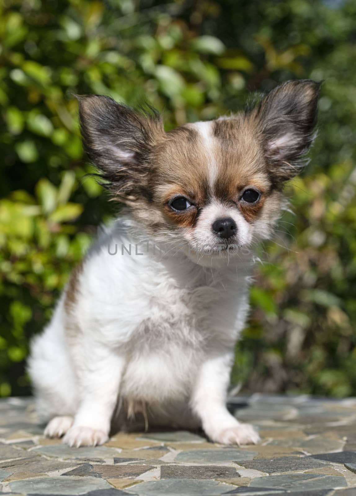 little chihuahua sitting in a garden