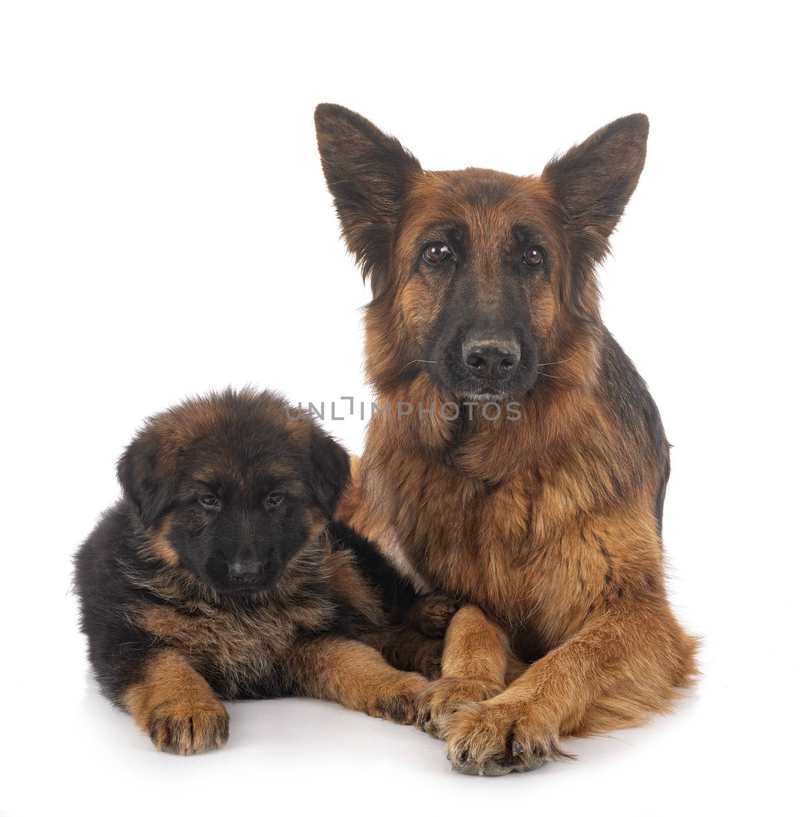 puppy german shepherd and adult by cynoclub