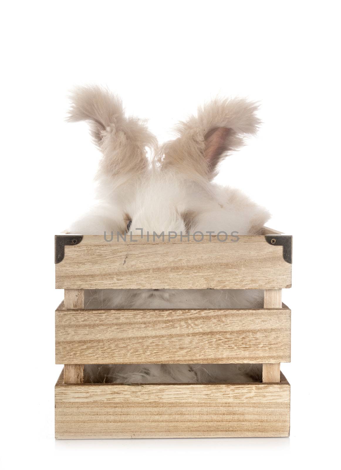 English Angora in front of white background