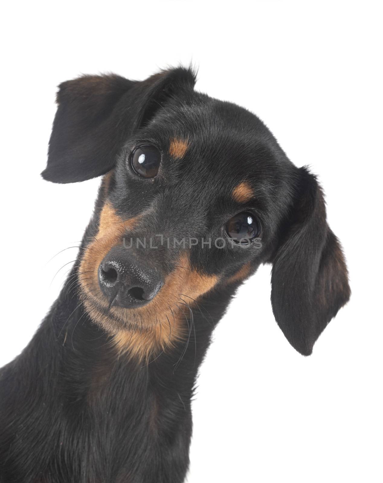 black and tan Dachshund in front of white background