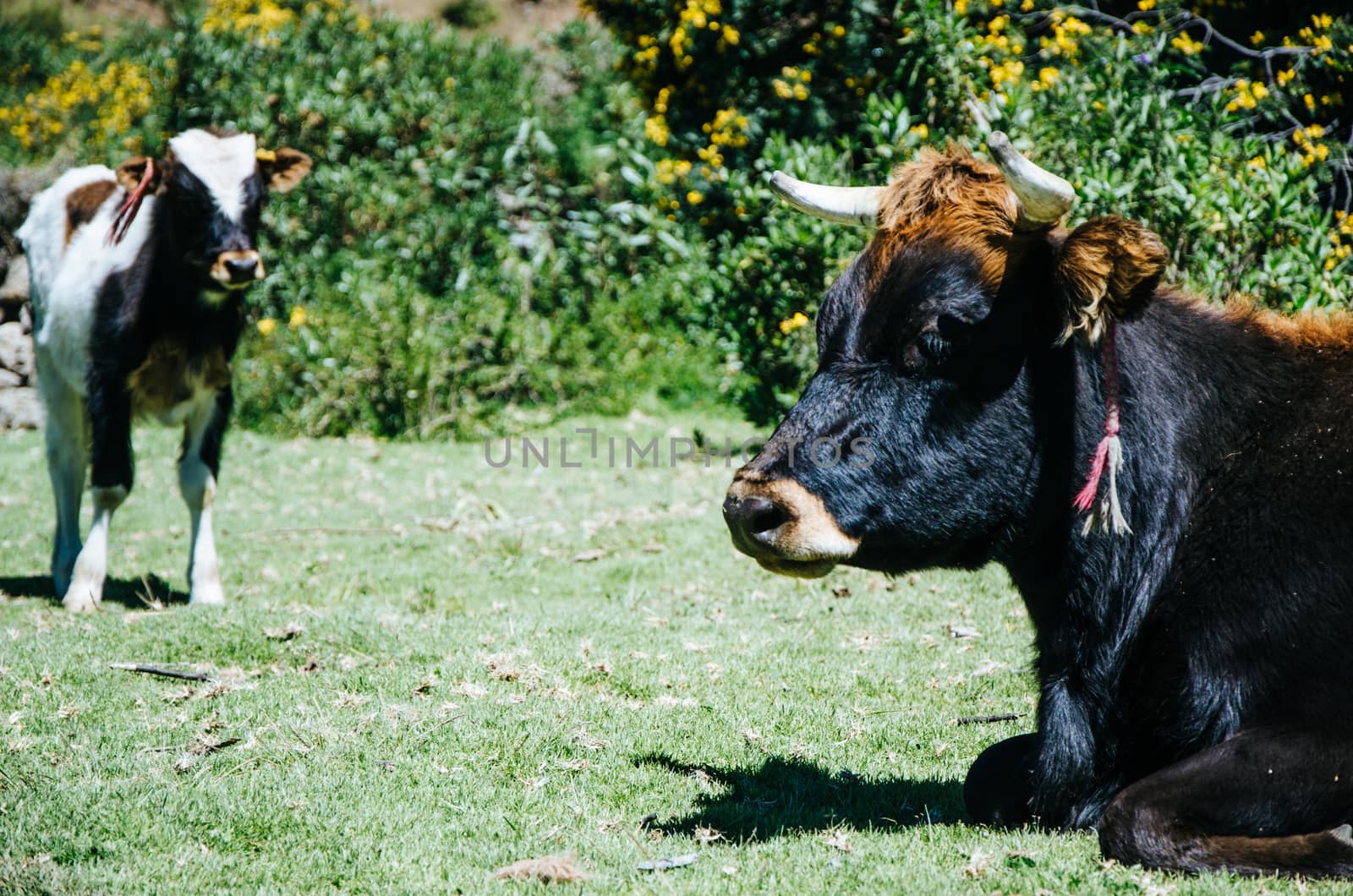 A bull and a small cow resting