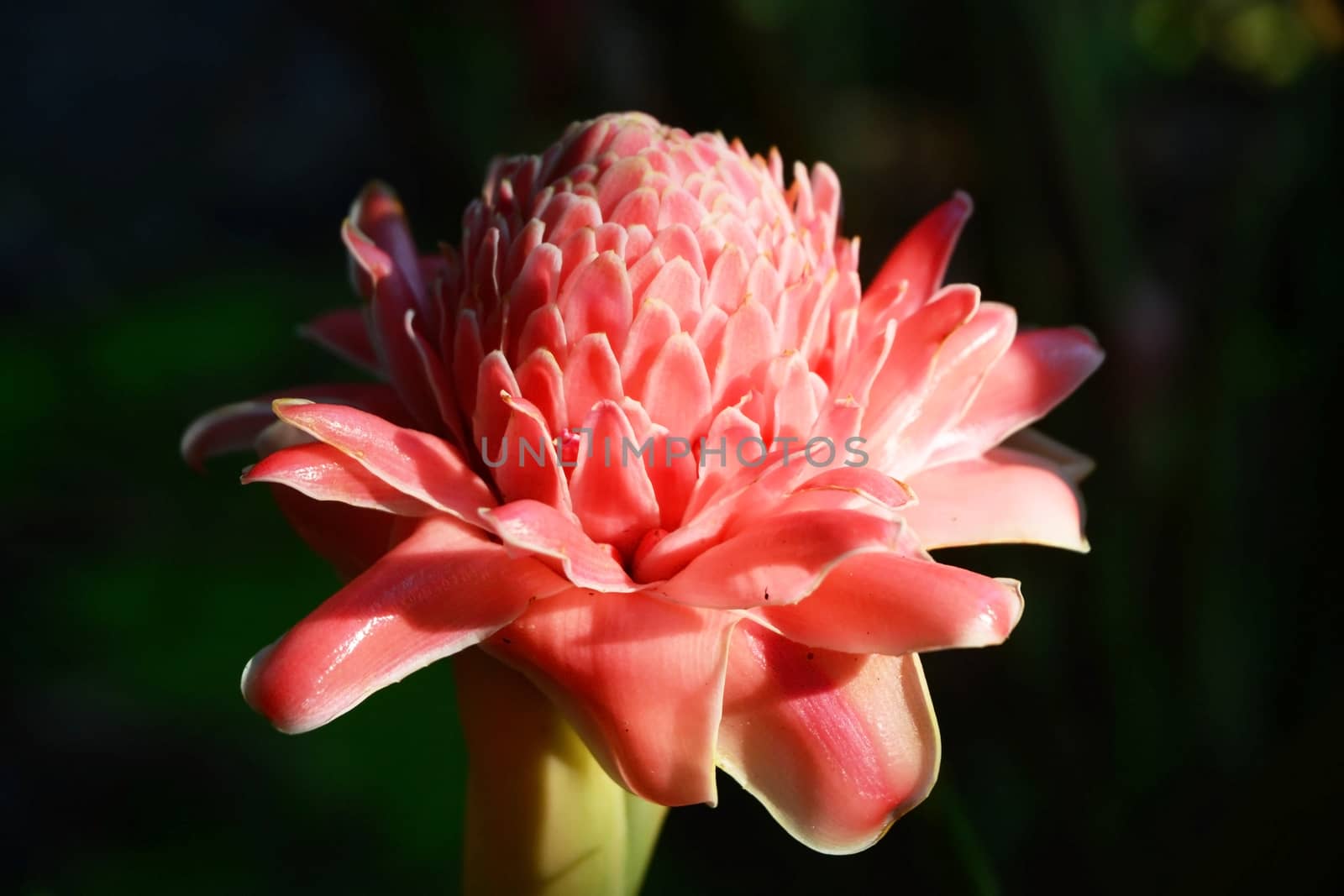 Red flower Torch ginger