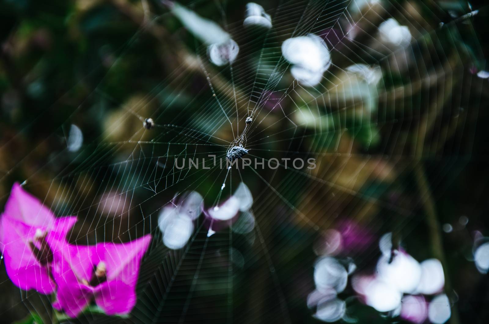 Spider web woven between flowers and leaves in a park