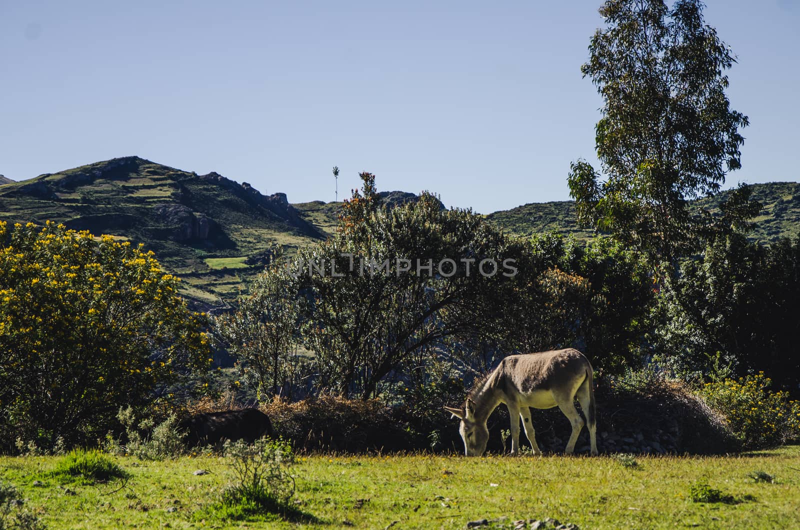 Small donkey feeding in the pastureland in Ayacucho - Peru